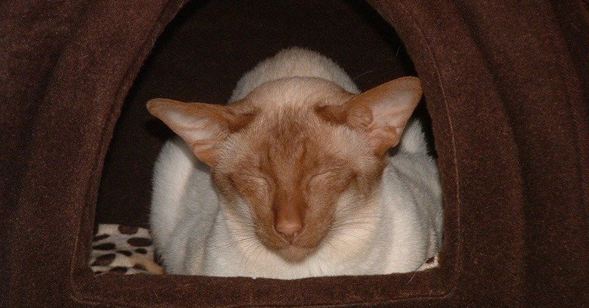 Cinnamon Point Siamese Cats