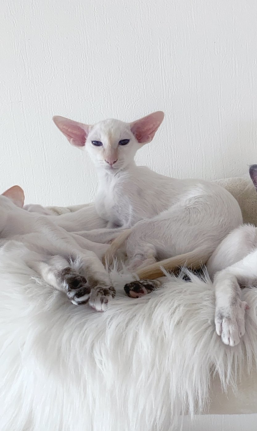 A cream point Siamese with delicate pale cream points against a glacial-white body.