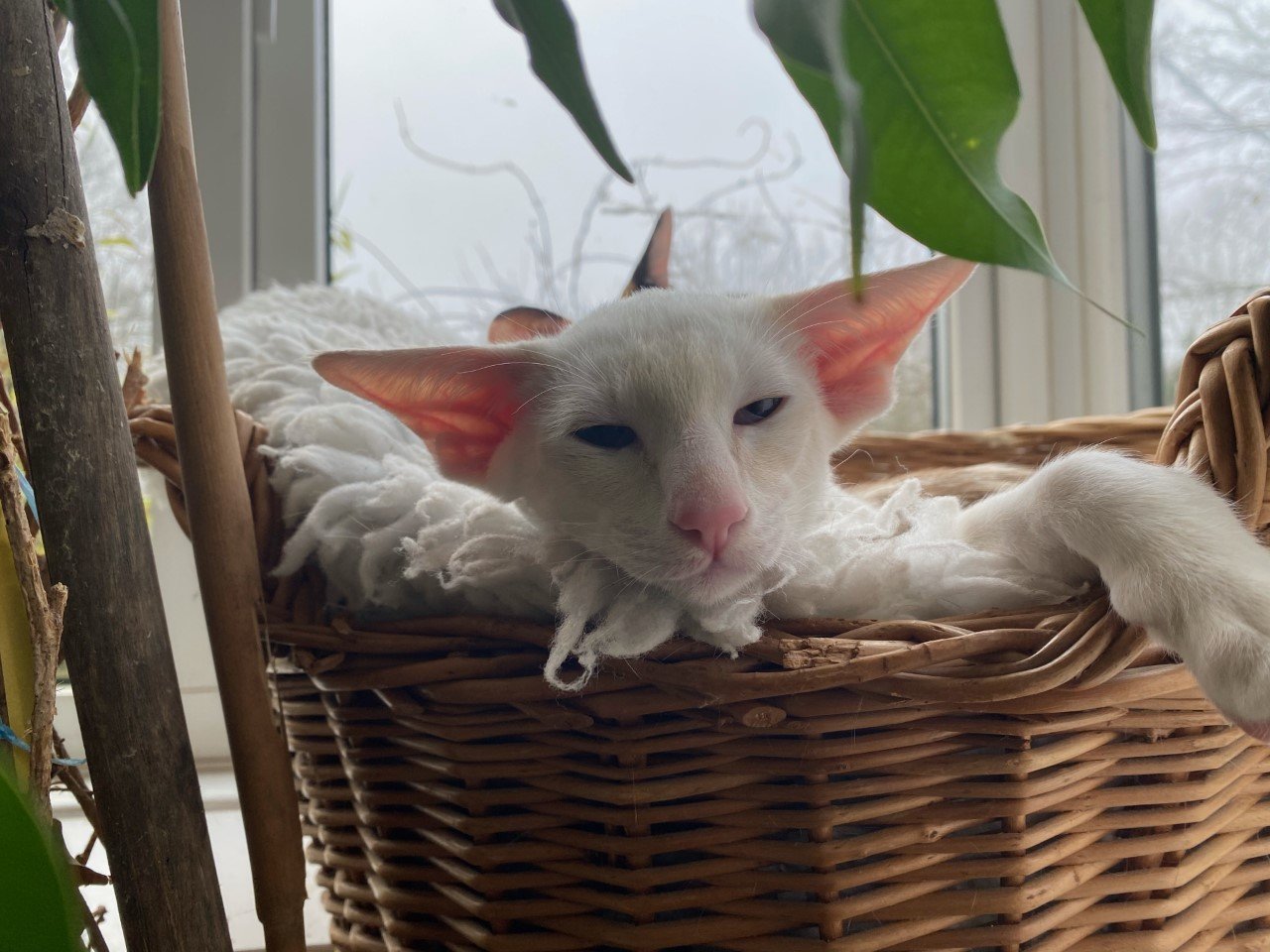 A cream point Siamese, the dilute red colour giving soft, warm cream points.