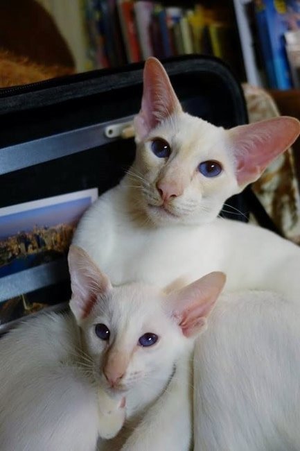 A cream point Siamese in profile showing pale cream points and fine type.