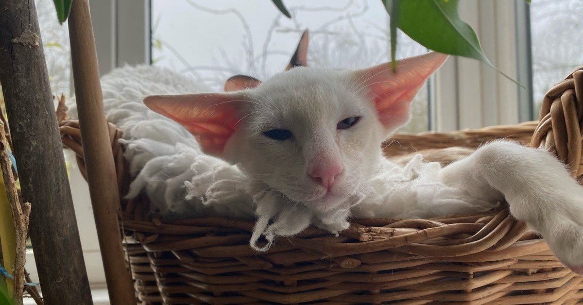 Cream Point Siamese Cats