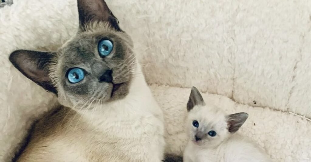 A Siamese queen with her young kitten
