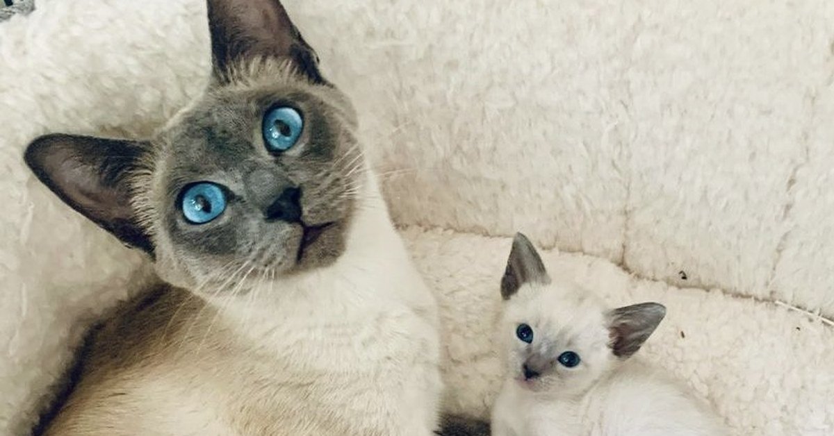 Dealing With Kitten Enquiries: How to Find the Right Homes (and Dodge the Time-Wasters)