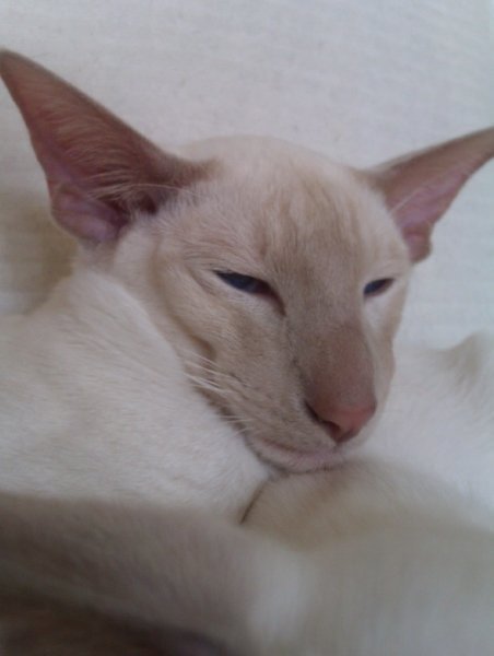 A fawn point Siamese with very pale, warm pinkish-fawn points, the dilute of cinnamon.