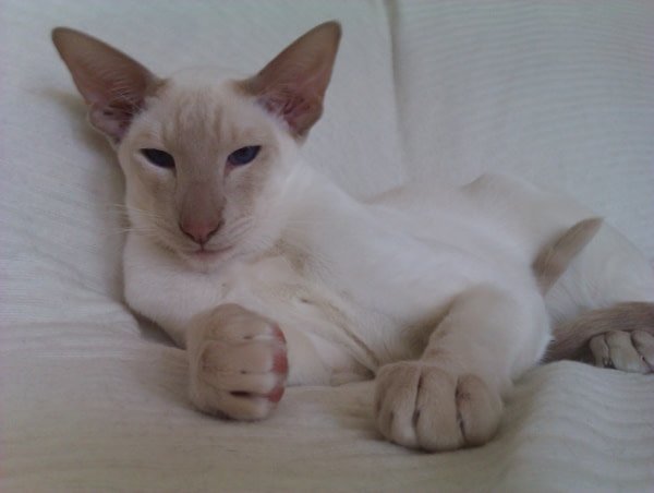 A fawn point Siamese, one of the palest and rarest Siamese colours.
