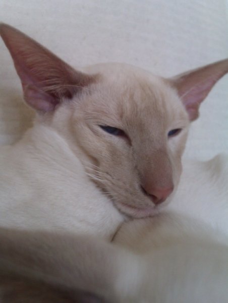 A fawn point Siamese in profile showing delicate fawn points and fine type.