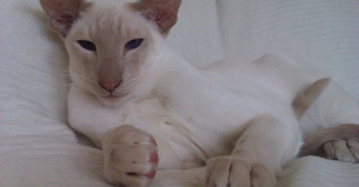 Fawn Point Siamese Cats
