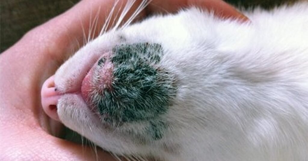 Close-up of a cat's chin showing feline acne