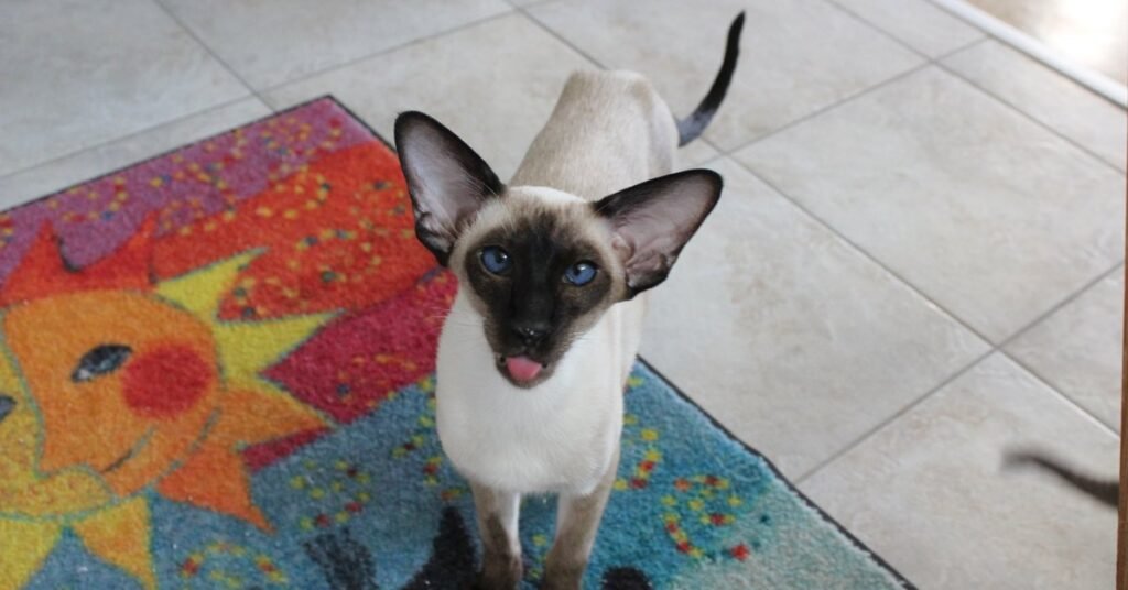 A Siamese cat relaxing at home