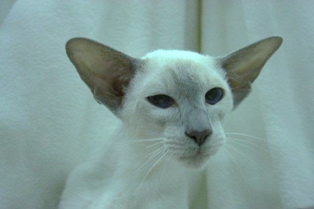 A lilac point Siamese with delicate pinkish-grey points and a pale body, the dilute of chocolate.