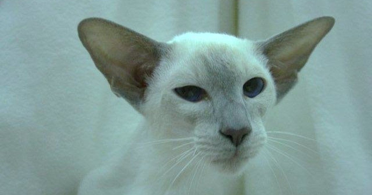 Lilac Point Siamese Cats