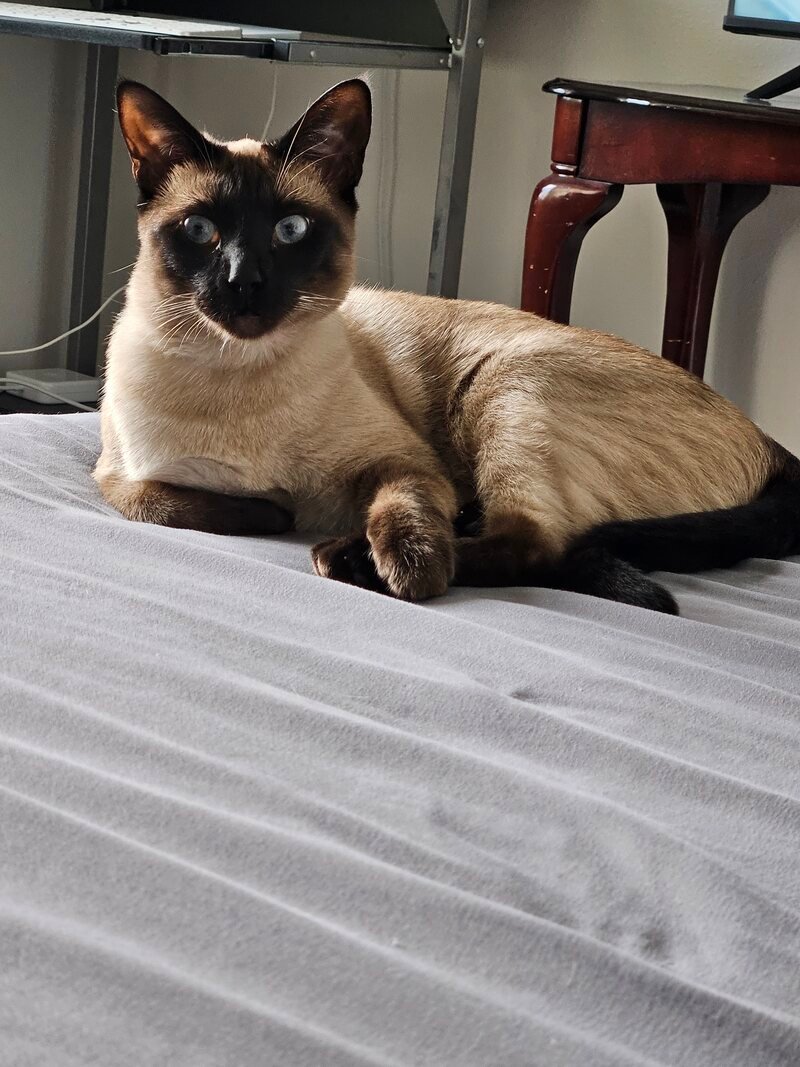 Characterful Siamese cat