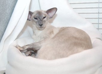 A modern show-type Siamese cat with a long wedge-shaped head and slender body