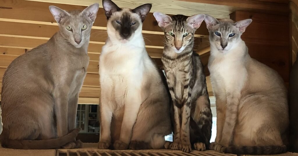 Four Siamese and Oriental cats sitting together at home