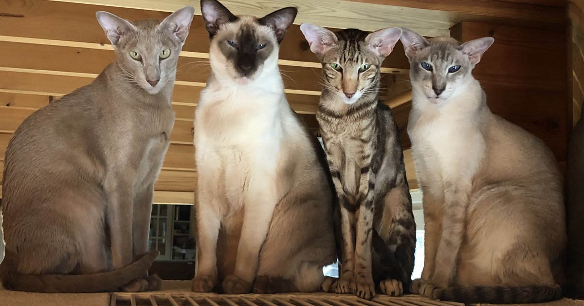 15 Mistakes New Cat Breeders Must Avoid