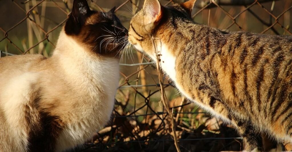 Siamese cat making friends with another cat