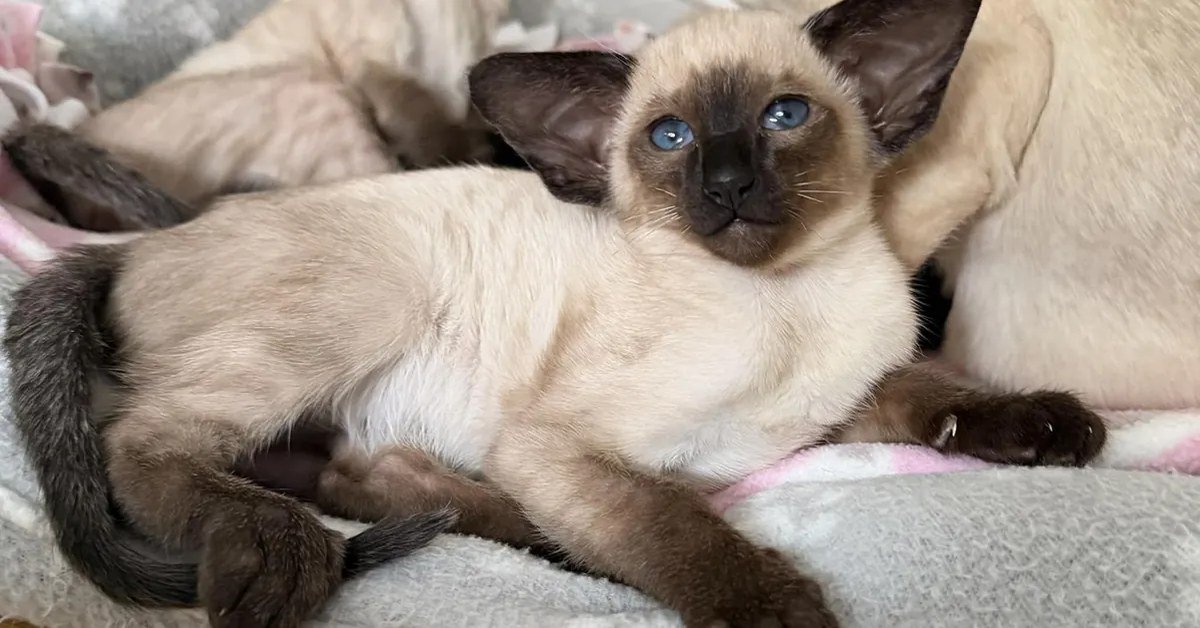 How Much Does a Kitten Cost
