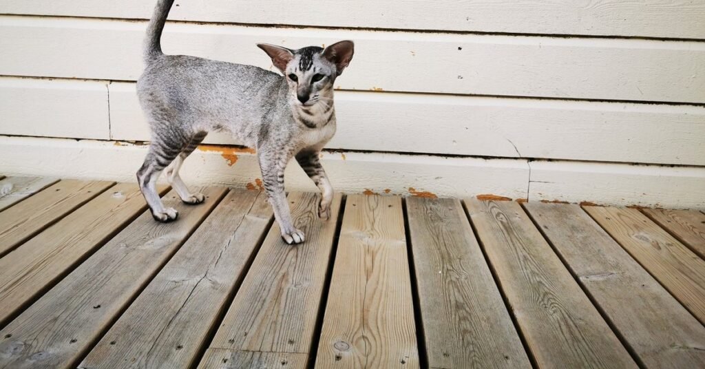 Tabby point Siamese cat