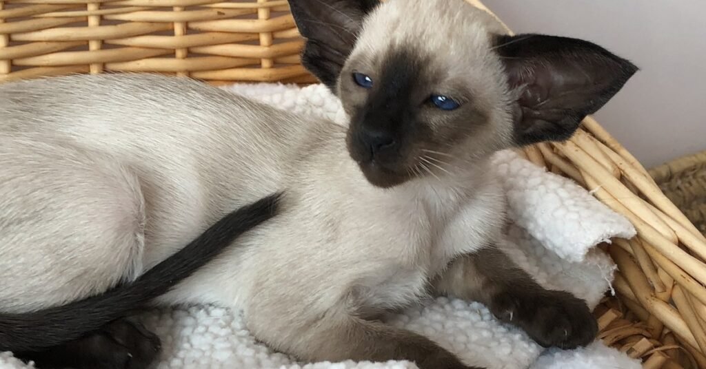 Seal point Siamese cat