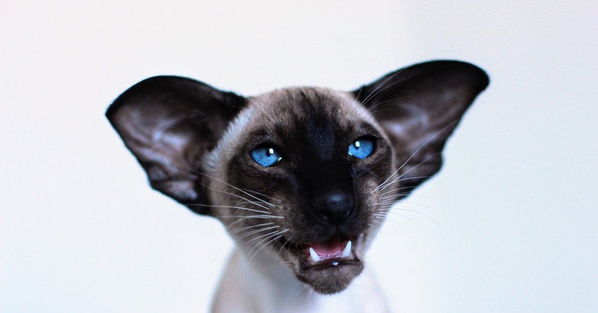 Seal point Siamese cat
