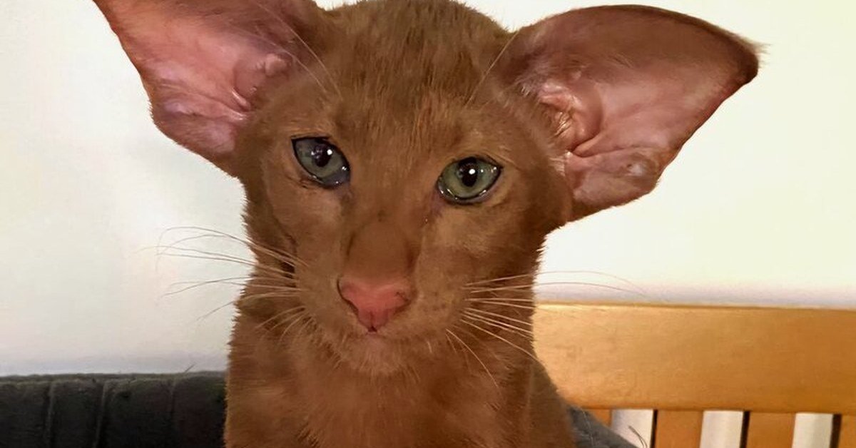 Kitten Pack Ideas: What to Include for New Owners