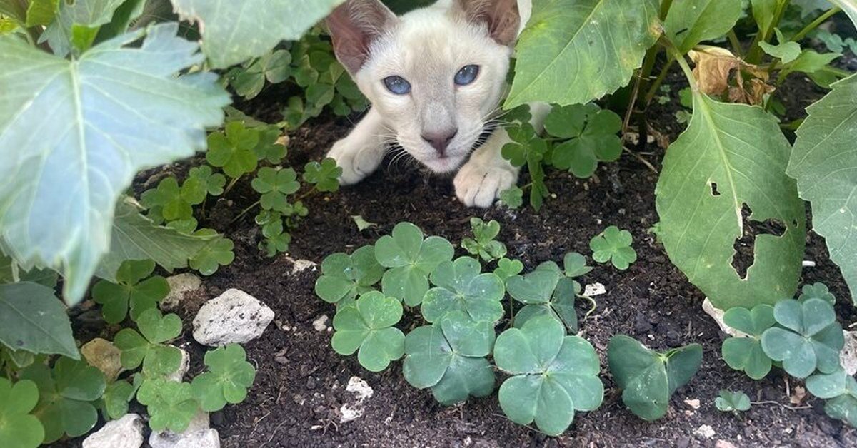 Building a Cat Run: A UK Owner’s Guide