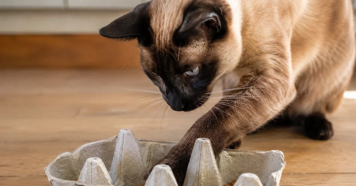 Choosing Cat Toys: A Practical Owner’s Guide