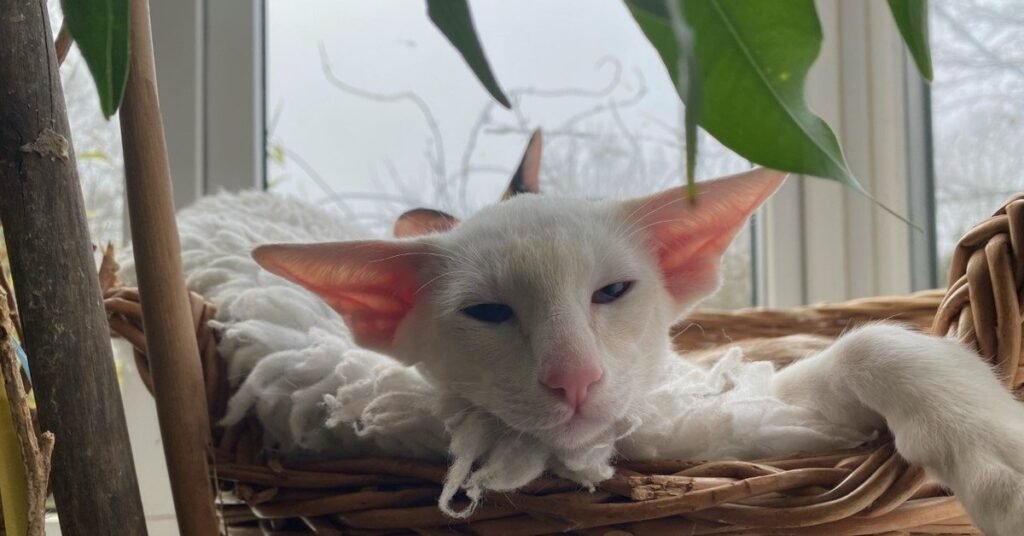 Cream point Siamese cat