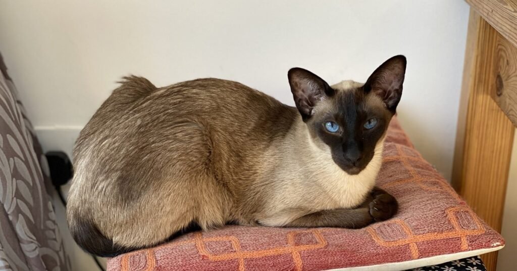 Seal point Siamese cat