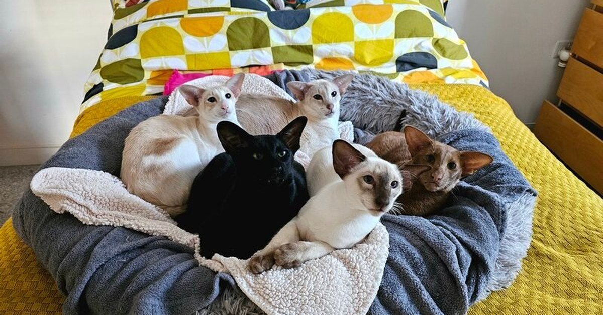 Cat Pedigrees: How to Make a Cat’s Pedigree