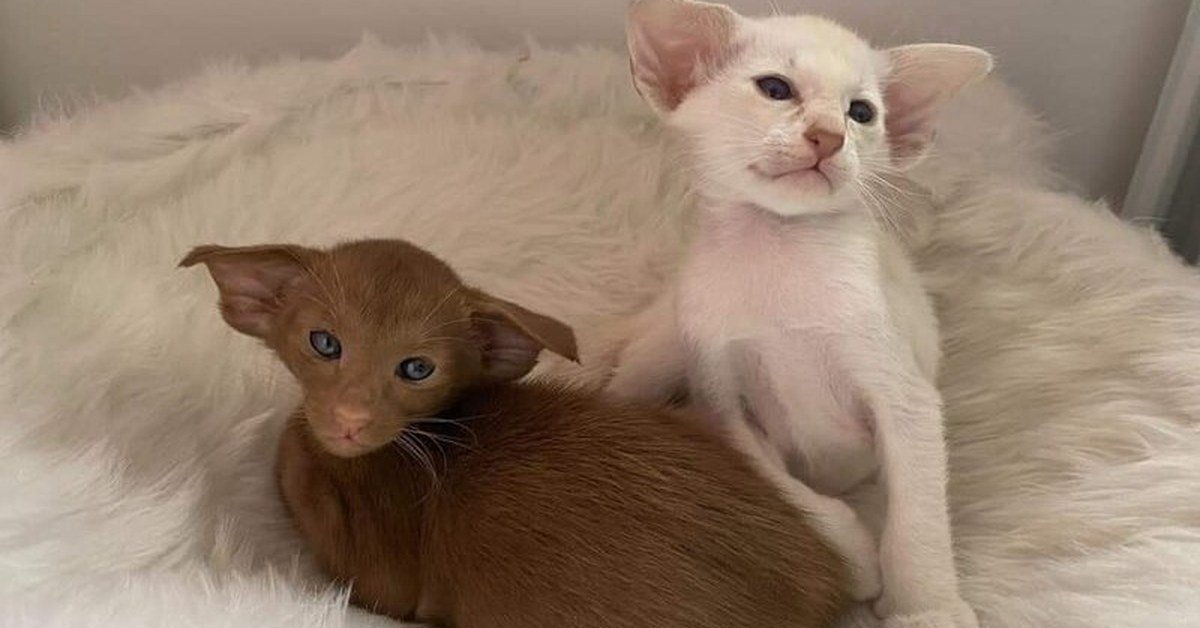 Socialising Kittens: The Sooner the Better