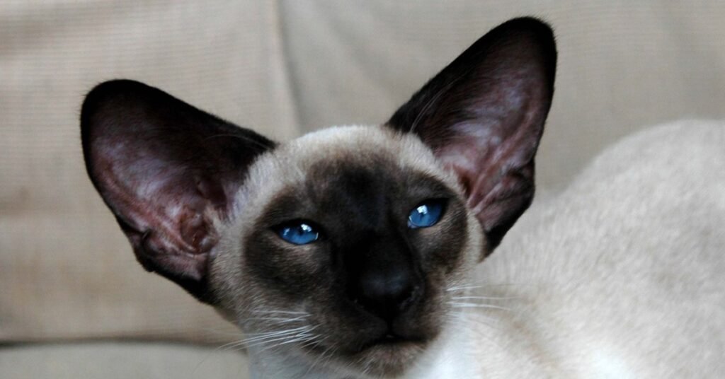 An adult seal-point Siamese stud cat