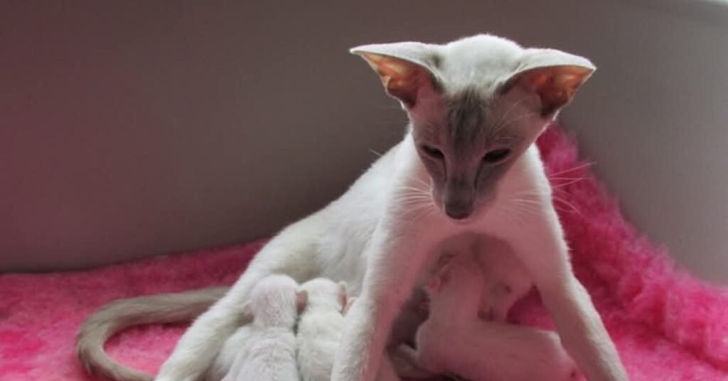 A Siamese queen nursing her newborn kittens