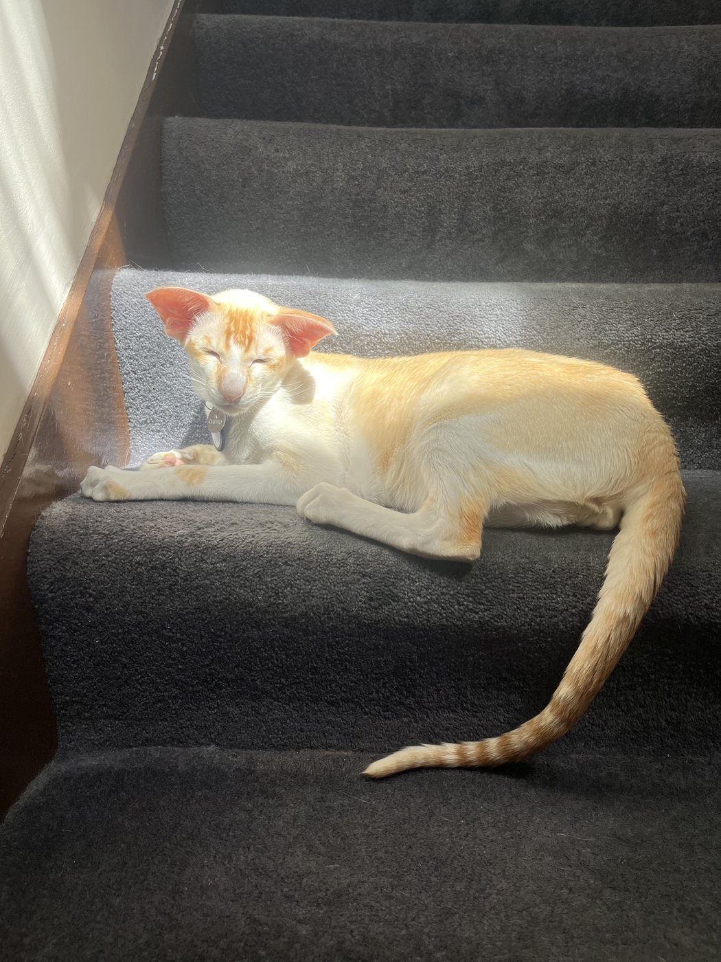 A red point Siamese showing warm flame-red points against a pale cream body.