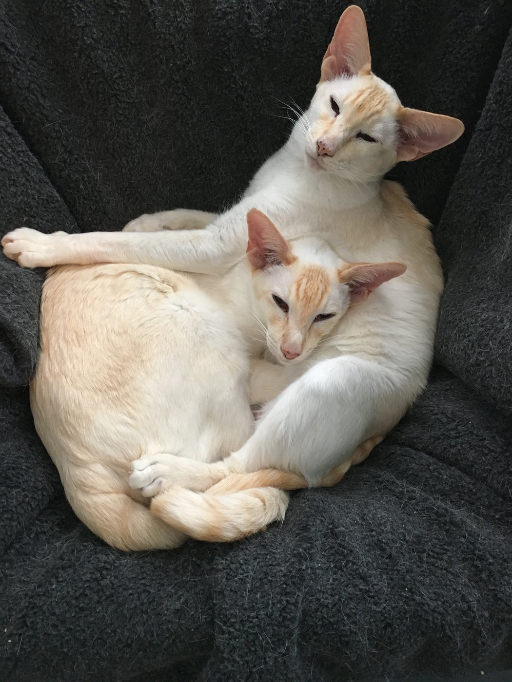 A red point Siamese, the red points produced by the sex-linked orange gene over the Siamese pattern.