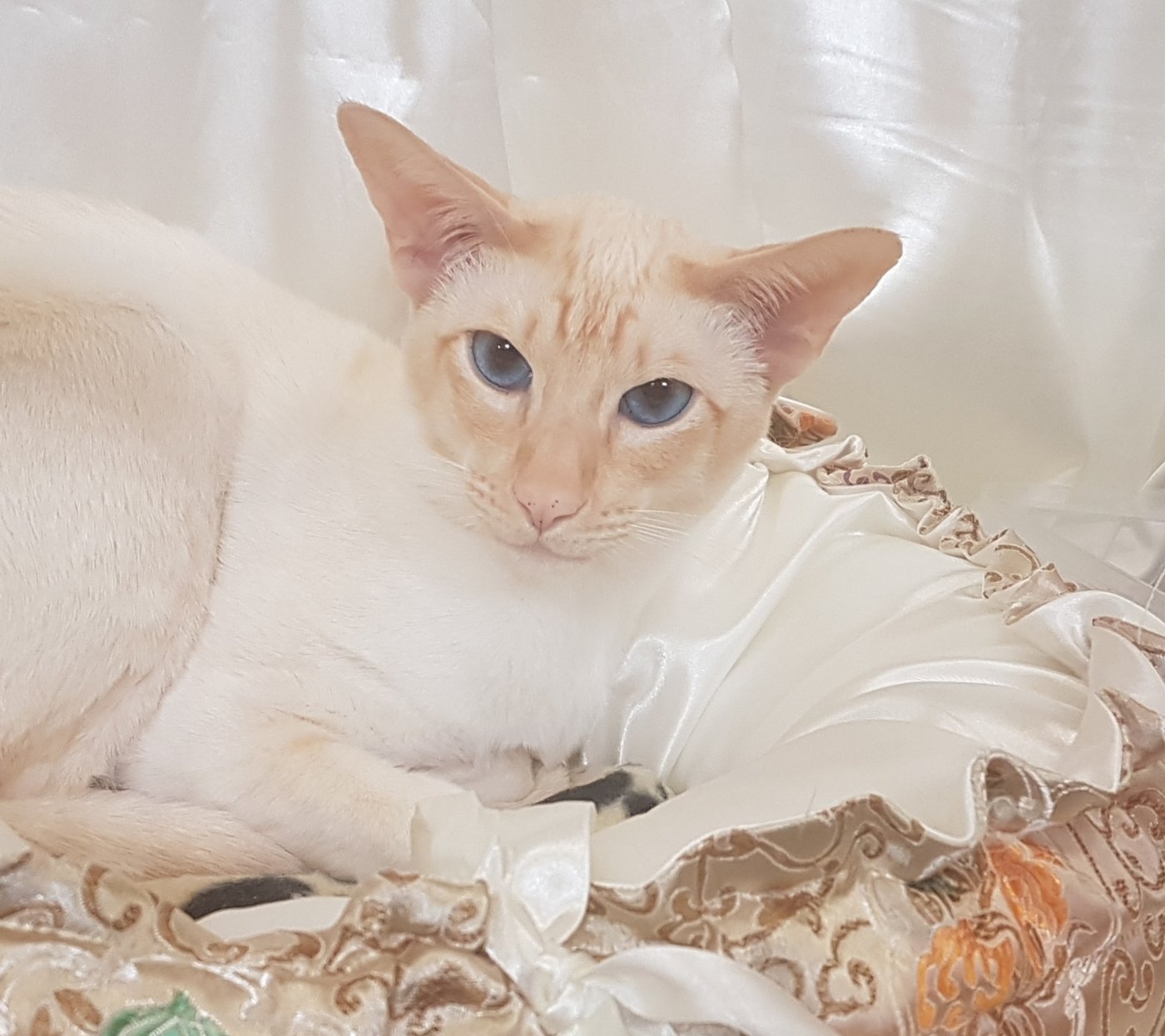 A red point Siamese in profile showing elegant Oriental type and even red points.