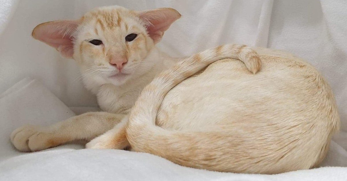 Red Point Siamese Cats