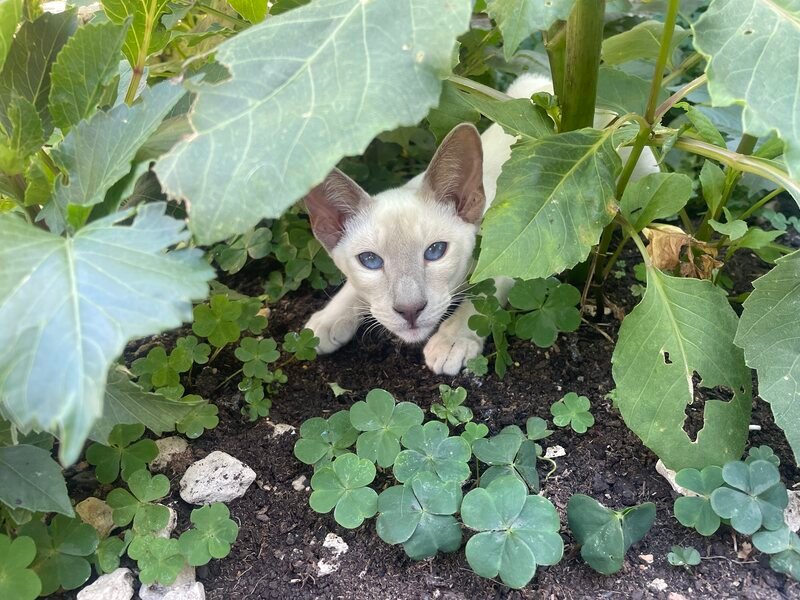 Elegant Siamese cat outdoors