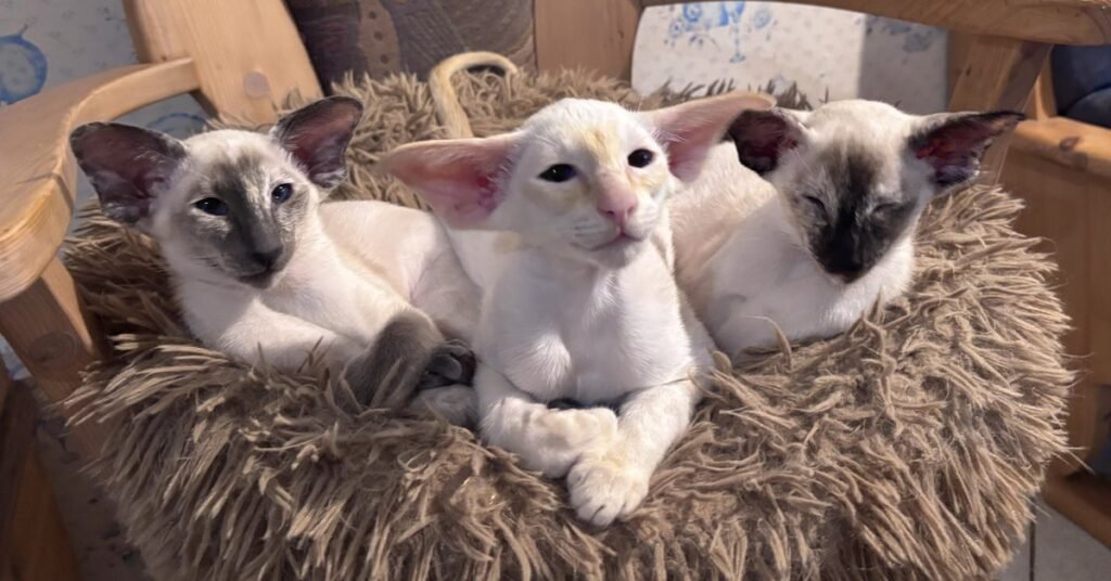 Siamese kittens of different point colours, illustrating colour genetics