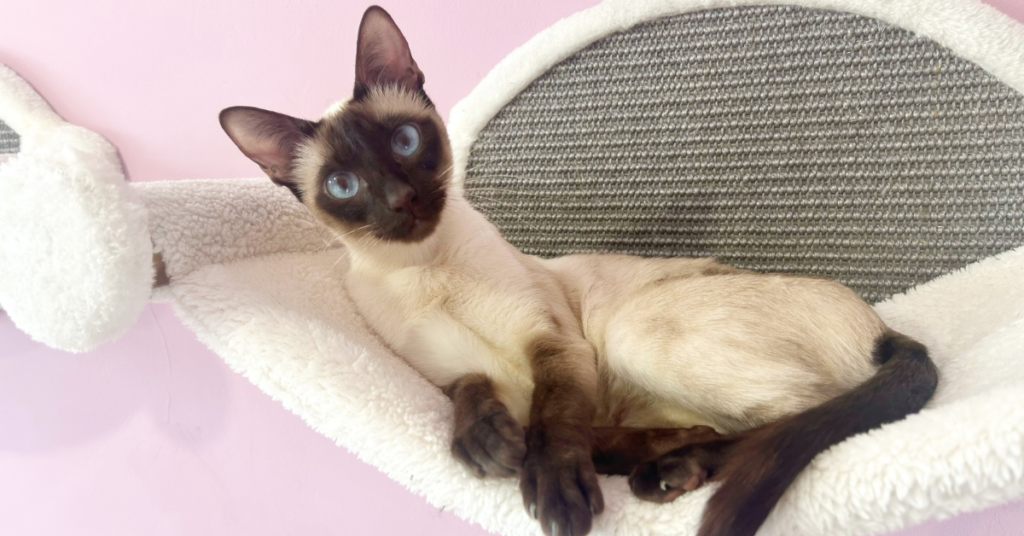 Seal point Siamese cat relaxing contentedly in a cat bed at home