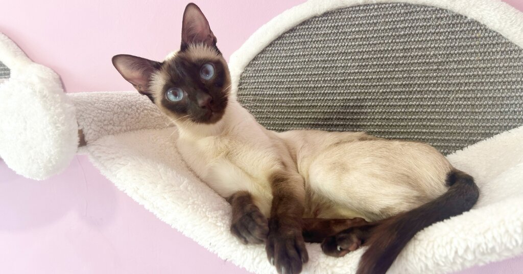 Elegant adult Siamese cat