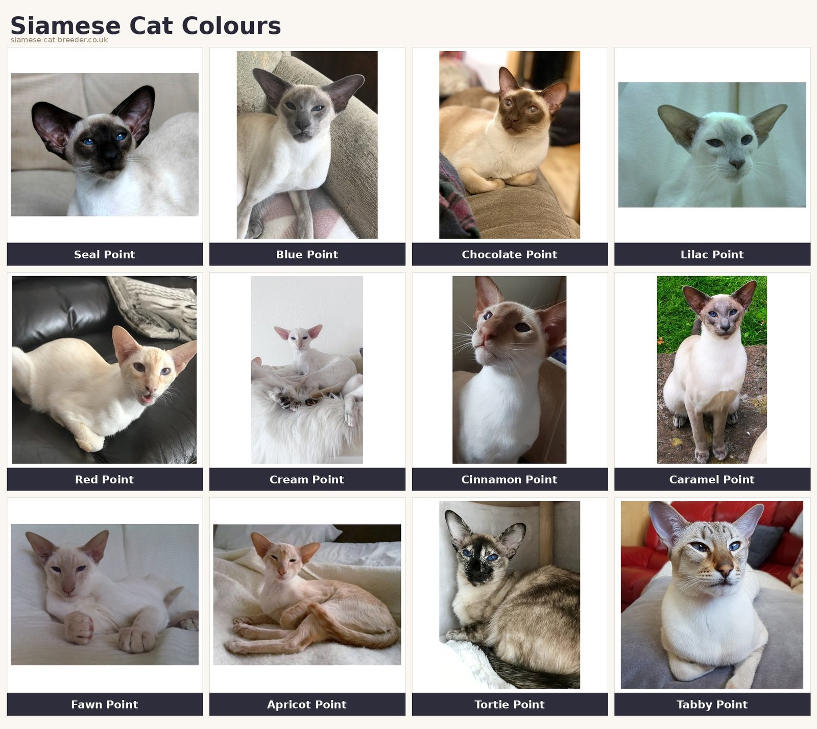 Siamese cat colour chart showing twelve point colours — seal, blue, chocolate, lilac, red, cream, cinnamon, caramel, fawn, apricot, tortie and tabby — with a full example cat for each