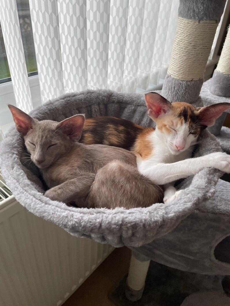 Active weaned Siamese kitten exploring