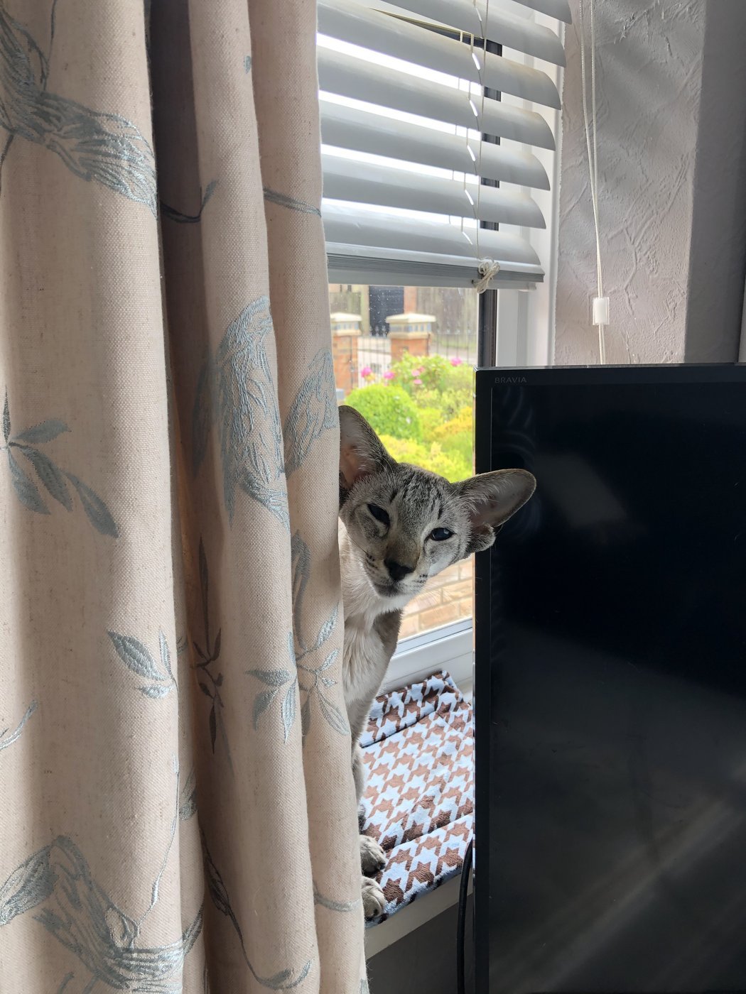 A tabby point Siamese showing the barred tabby markings and the M on the forehead.