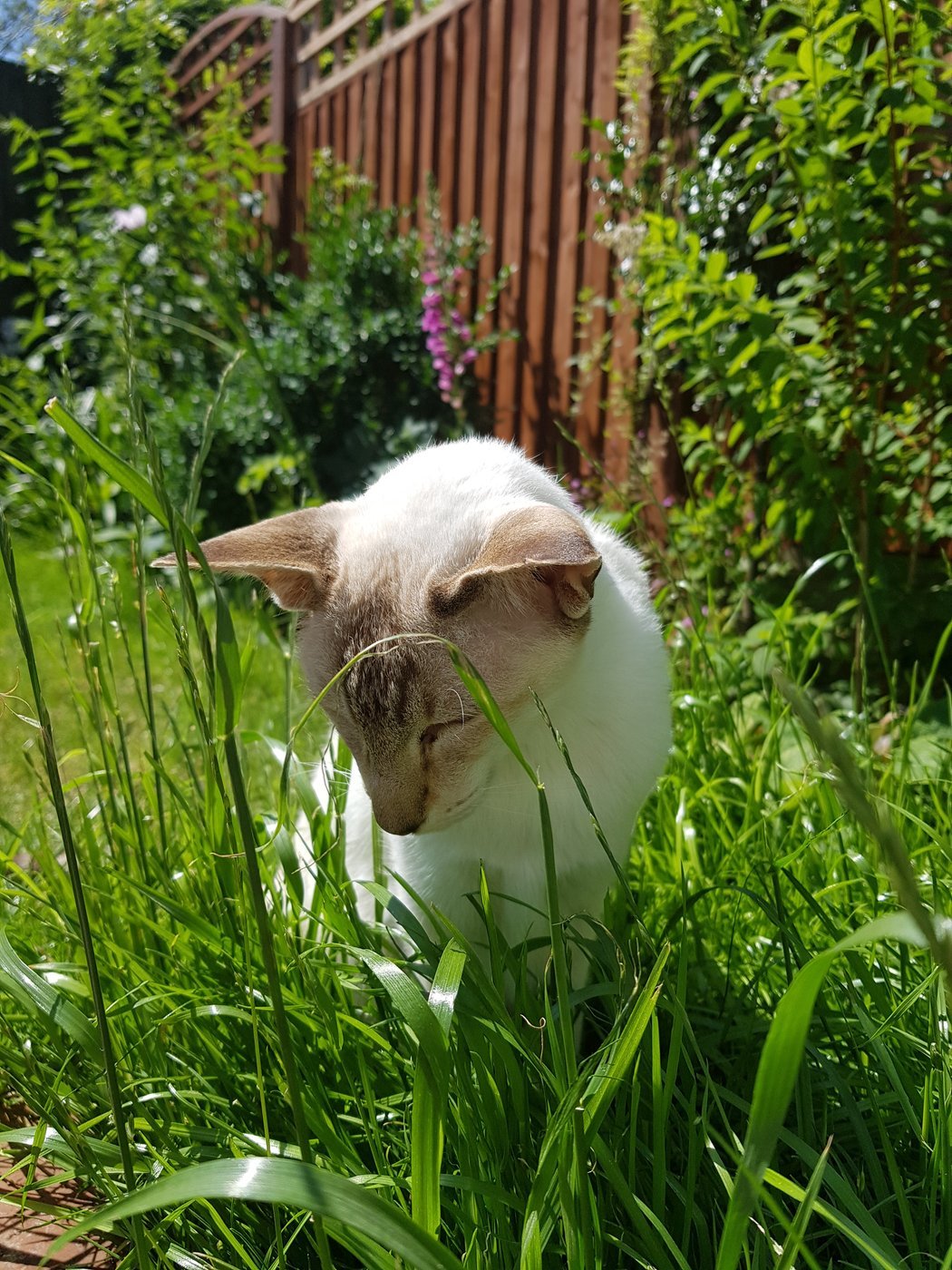 A tabby point Siamese, the agouti tabby pattern restricted to the points.