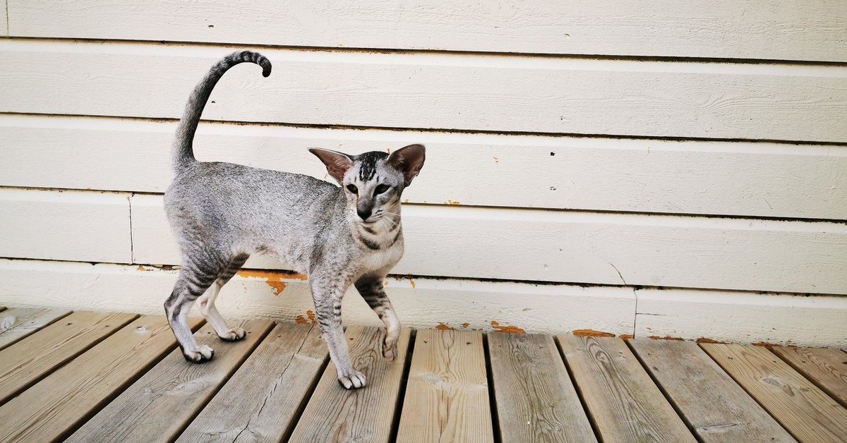 Tabby Point Siamese Cats