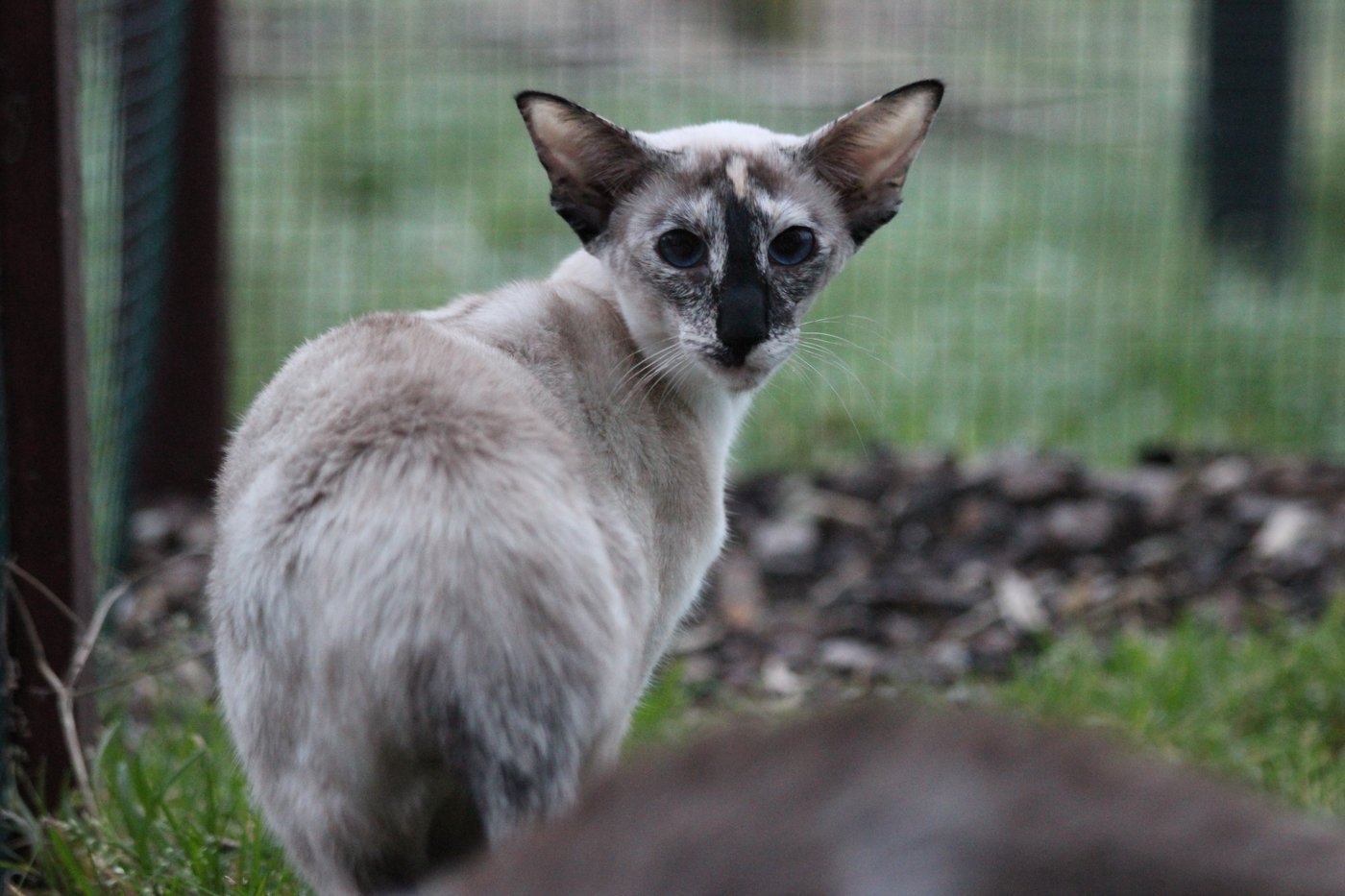 A tortie point Siamese showing the mottled red and cream flecking through the points.