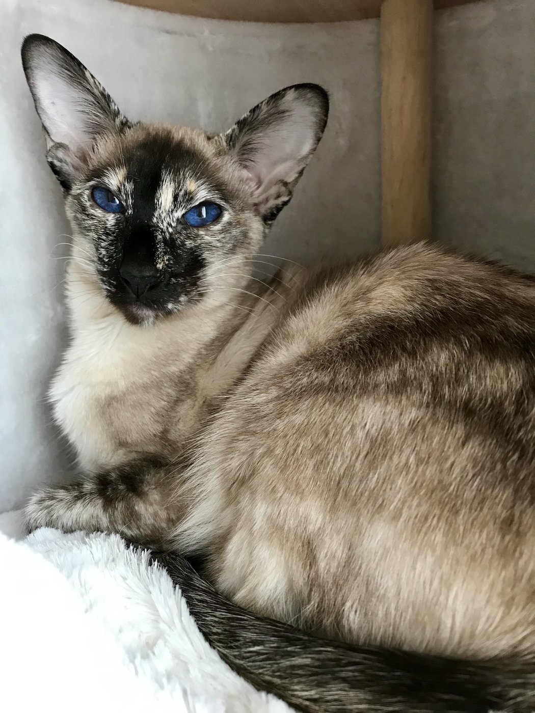 A tortie point Siamese, a female-only colour created by the tortoiseshell pattern over the Siamese points.