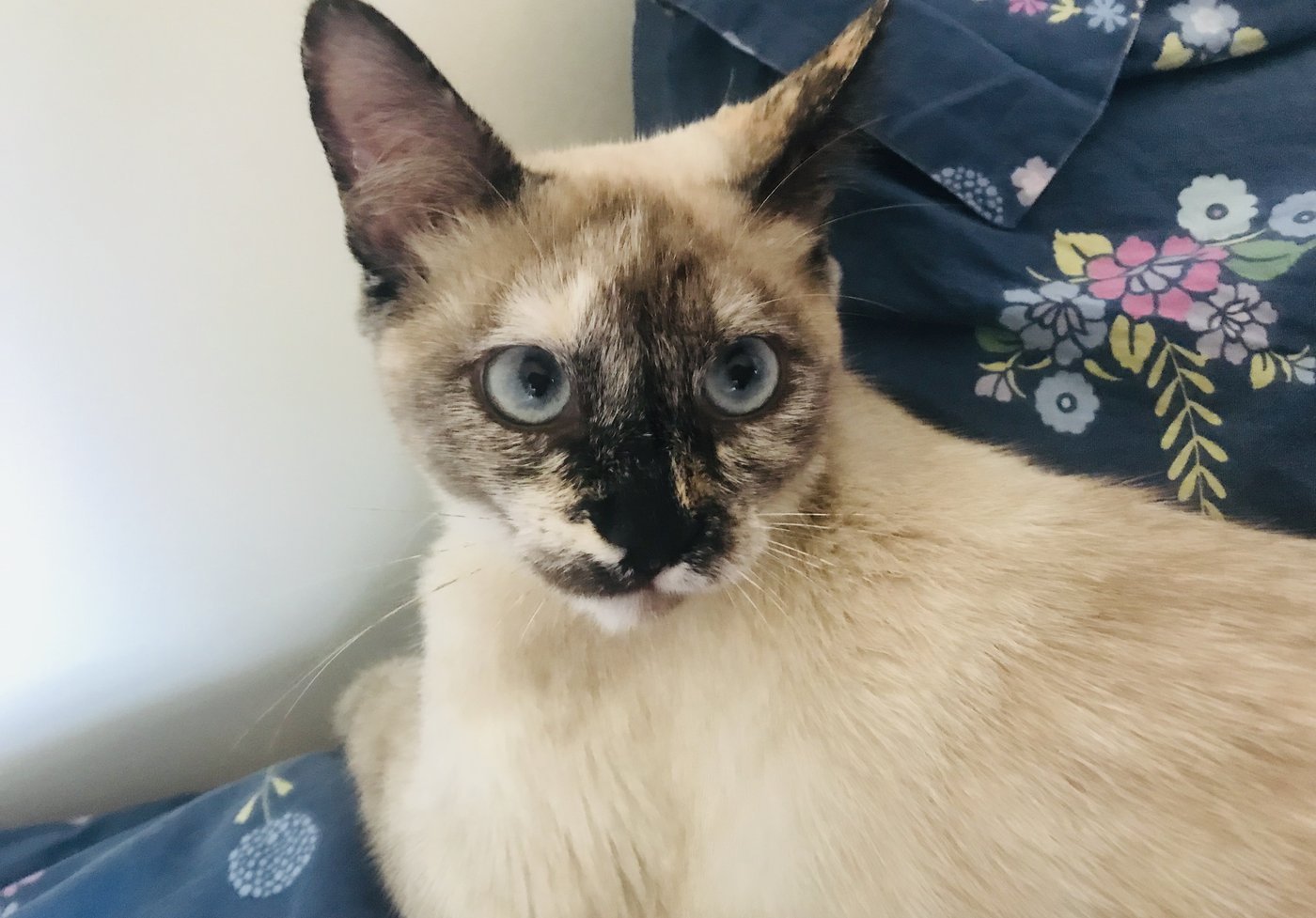 A tortie point Siamese in profile showing the broken, mottled mask typical of the colour.