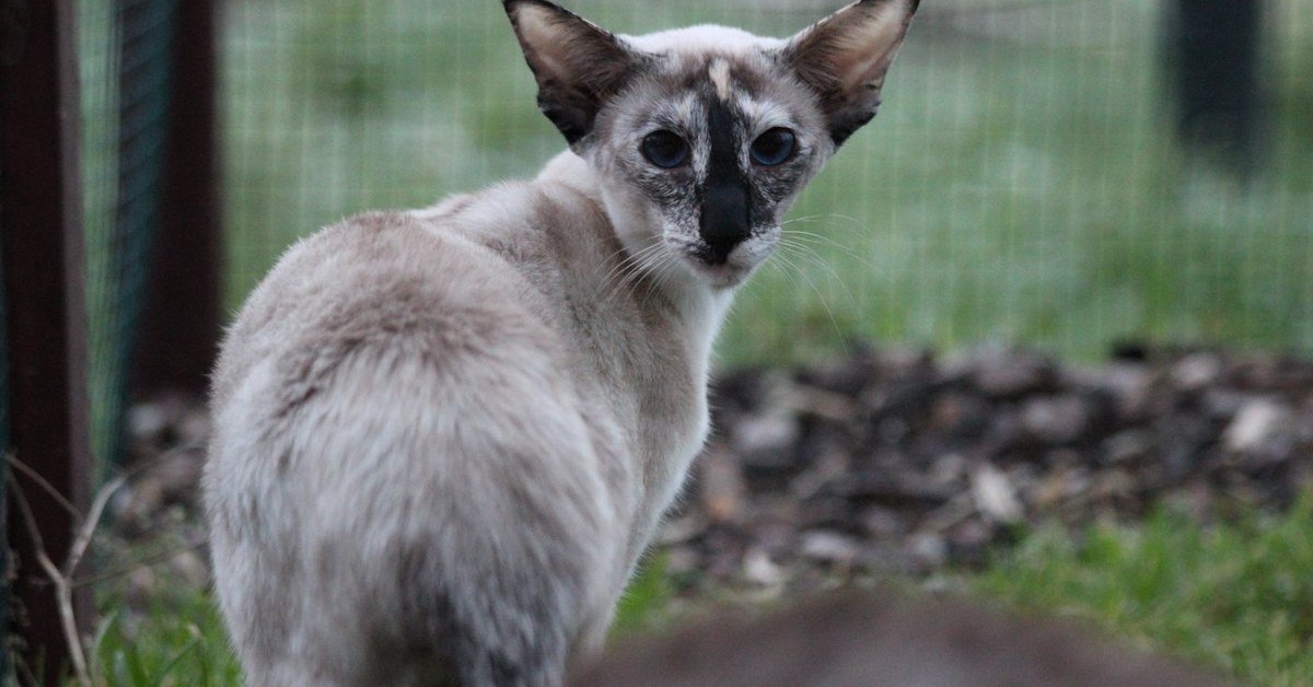 Tortie Point Siamese Cats